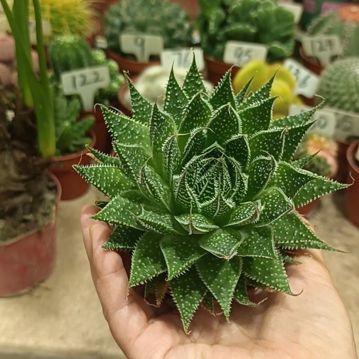 无花朵波露芦荟    12元