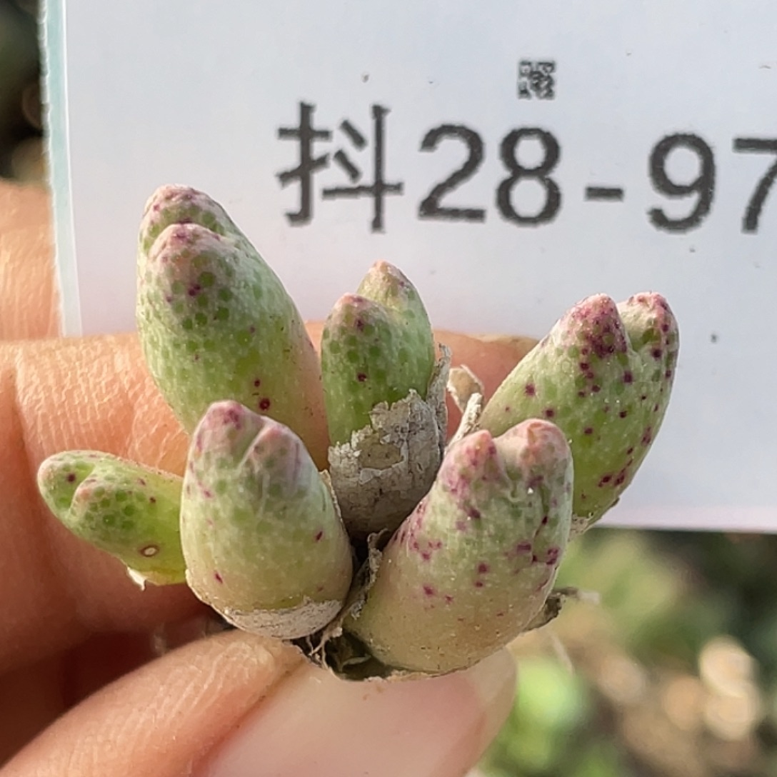 28-97草莓斑马肉锥