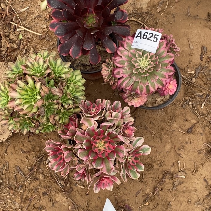 完全开放625组合套餐多肉植物