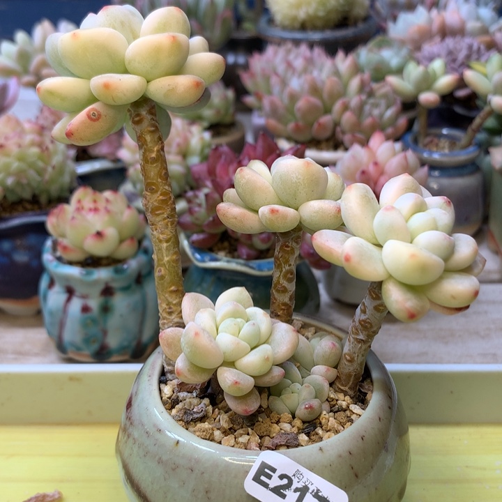 E217一物一拍带盆发