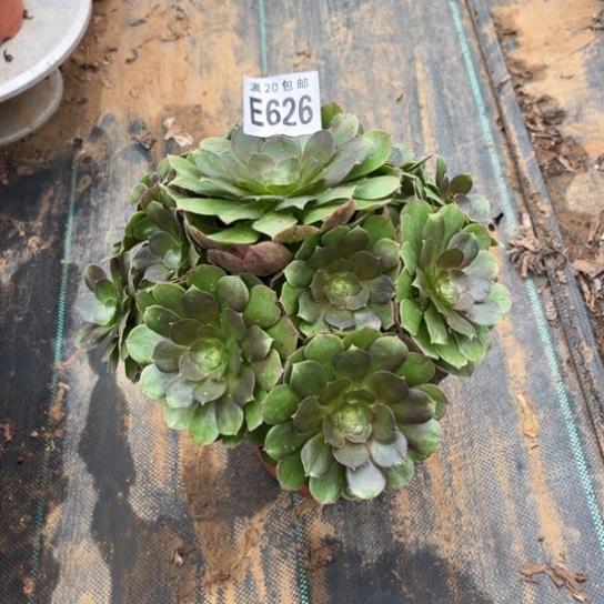 626绿羊绒不包断枝