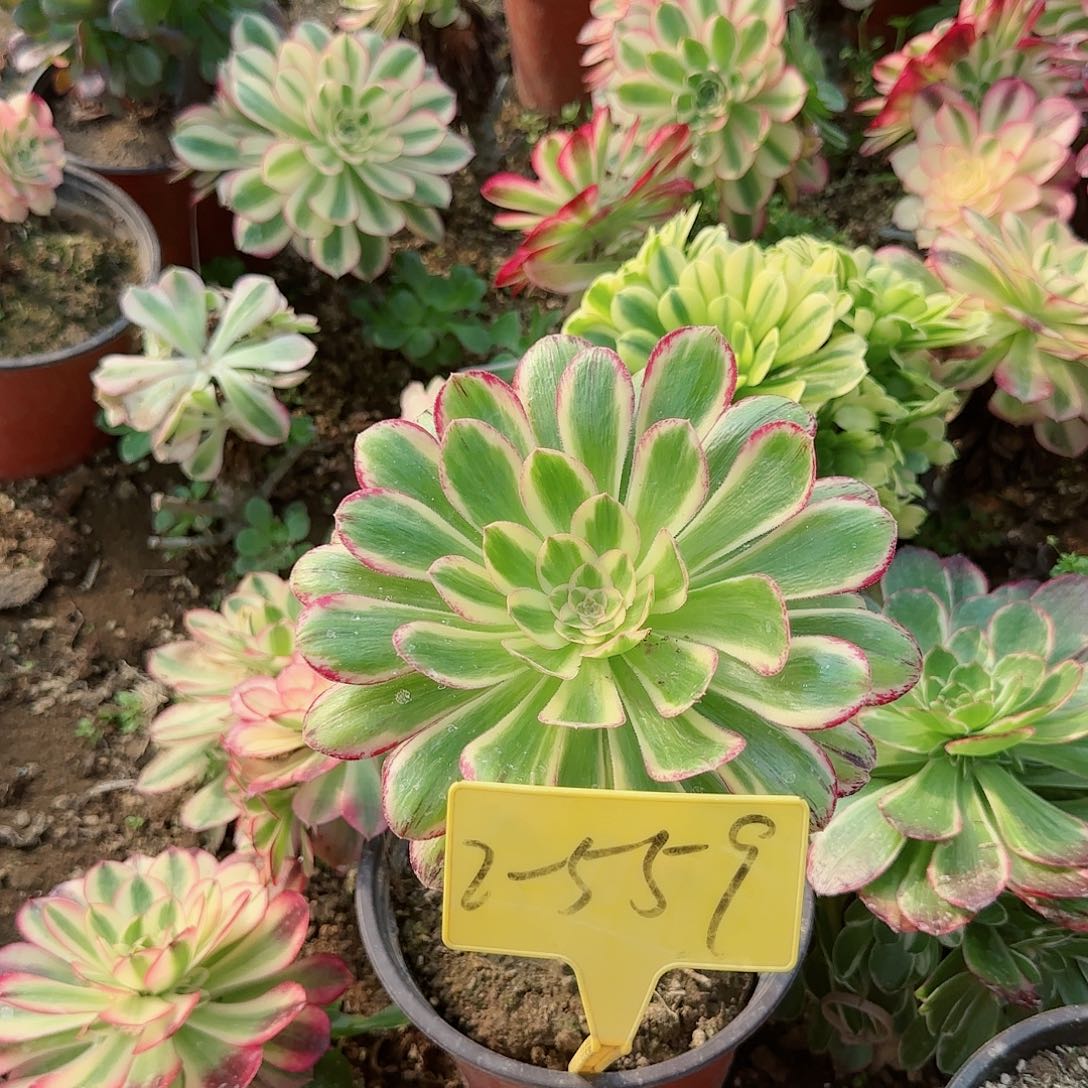 2-559--+多头多肉植物