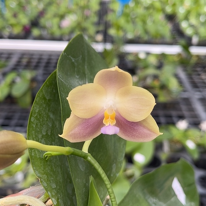 完全开放2.5寸杯爪哇交狗