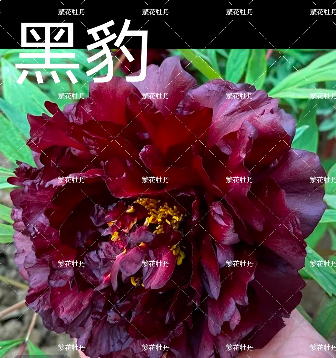 牡丹《黑豹》先发肥料 秋季发苗