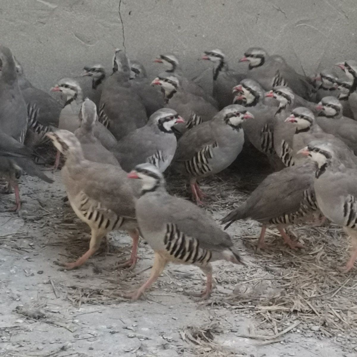 农家散养呱呱鸡 咕咕鸡新鲜真空包装带毛冷冻(四只装)