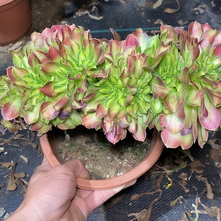多肉植物保护研究所