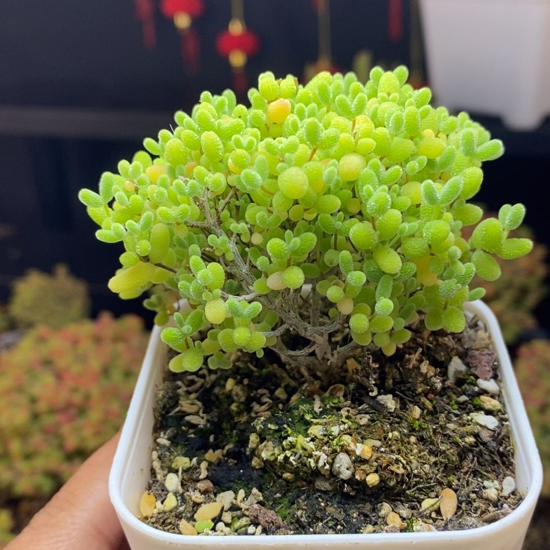  700号蜜橘糖球枝干