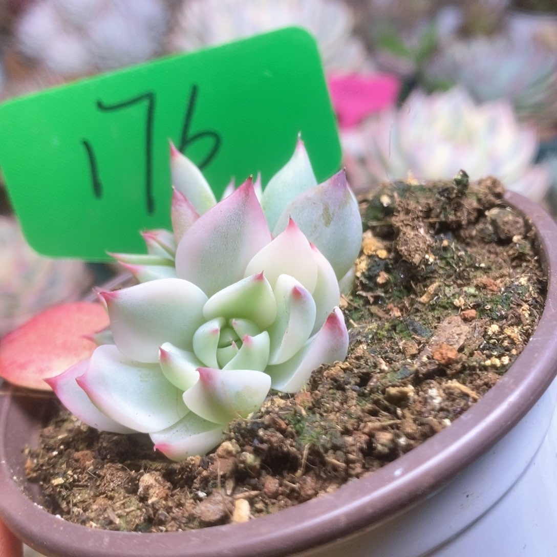 176锦锦锦锦锦锦锦