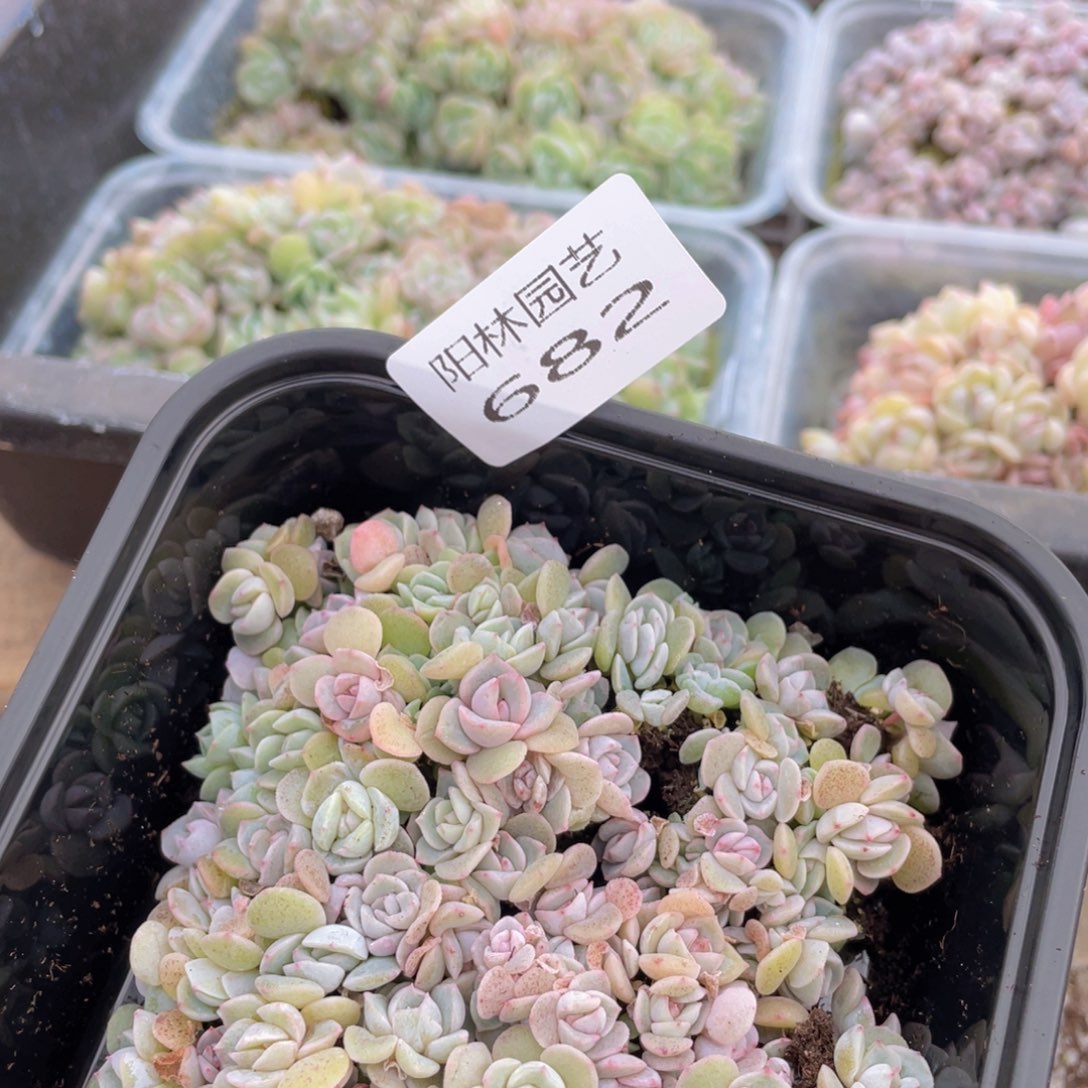 多肉植物多肉植物682