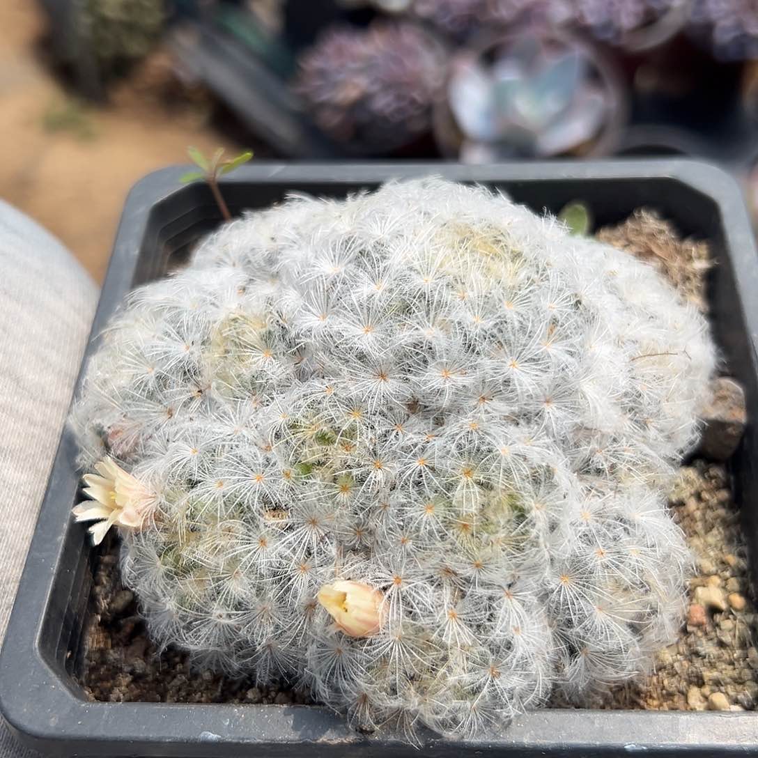 多肉植物多肉植物