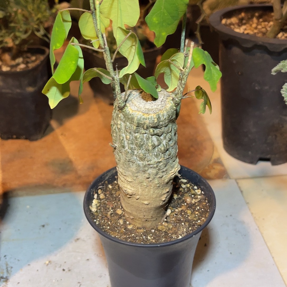 鳄鱼腺蔓一物一拍