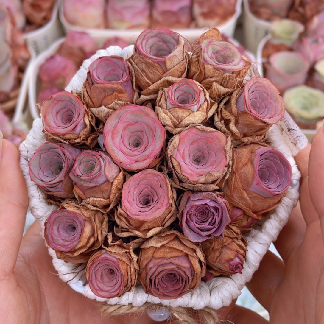 山地玫瑰花篮组合J697