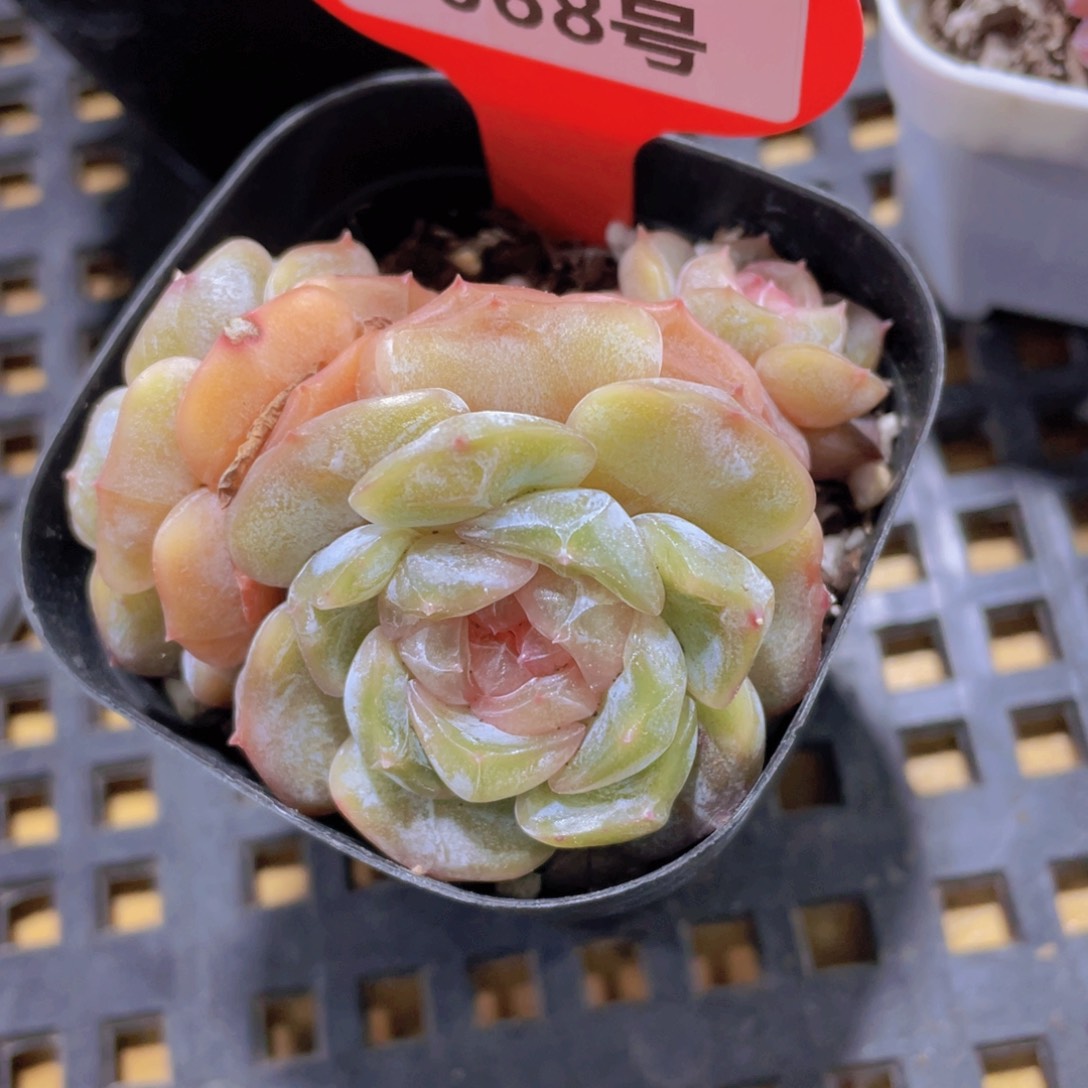 1068号 糖心彩色恋人三头多肉