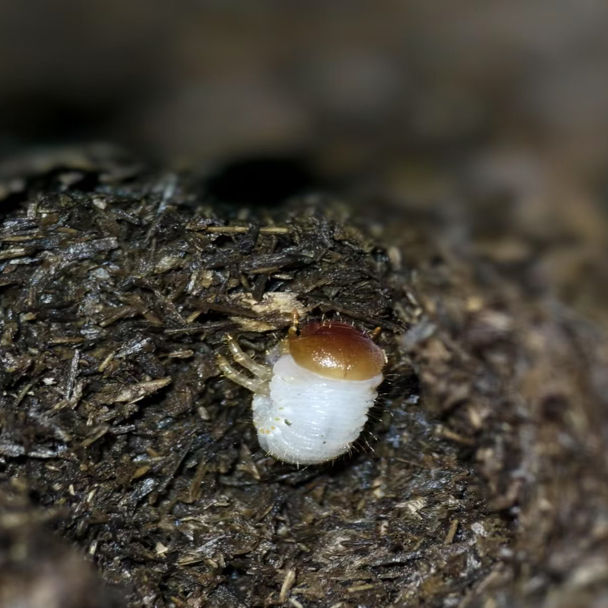 欧洲深山LCA 无忧罐（1-2龄幼虫）活体甲虫幼虫