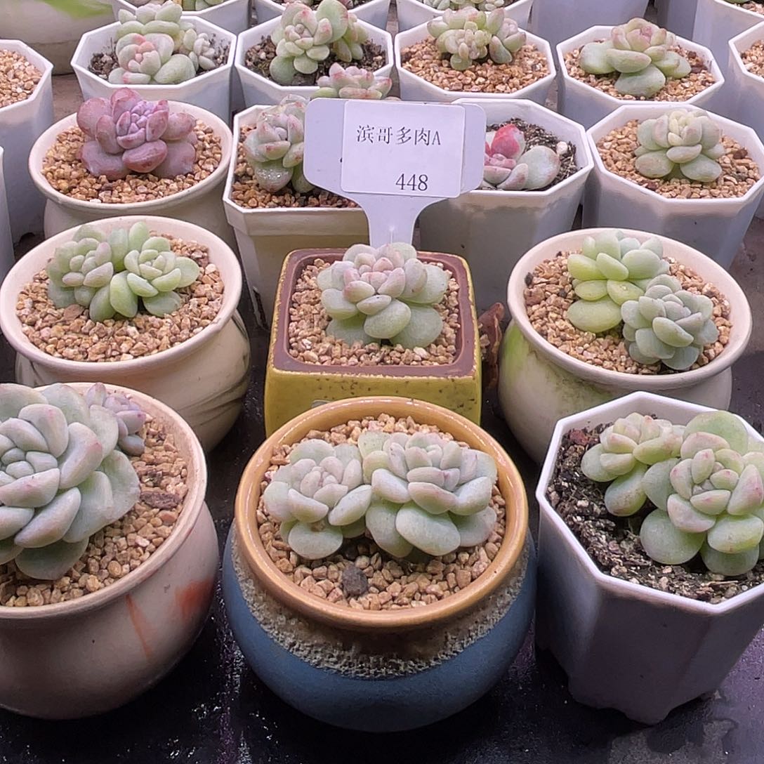 你***毛滨哥多肉A448冰玉石化缀6个白方盆发货