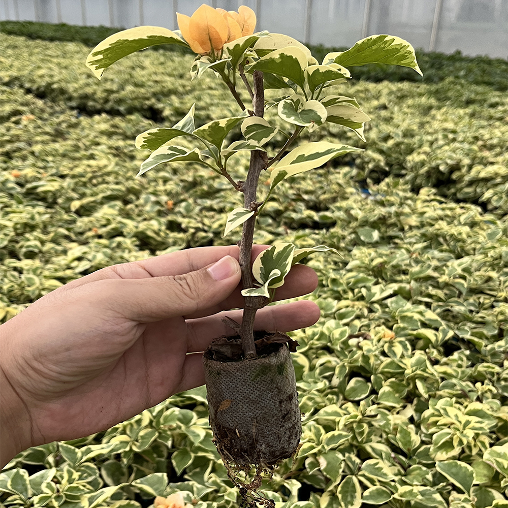 三角梅袋苗品种随机一颗