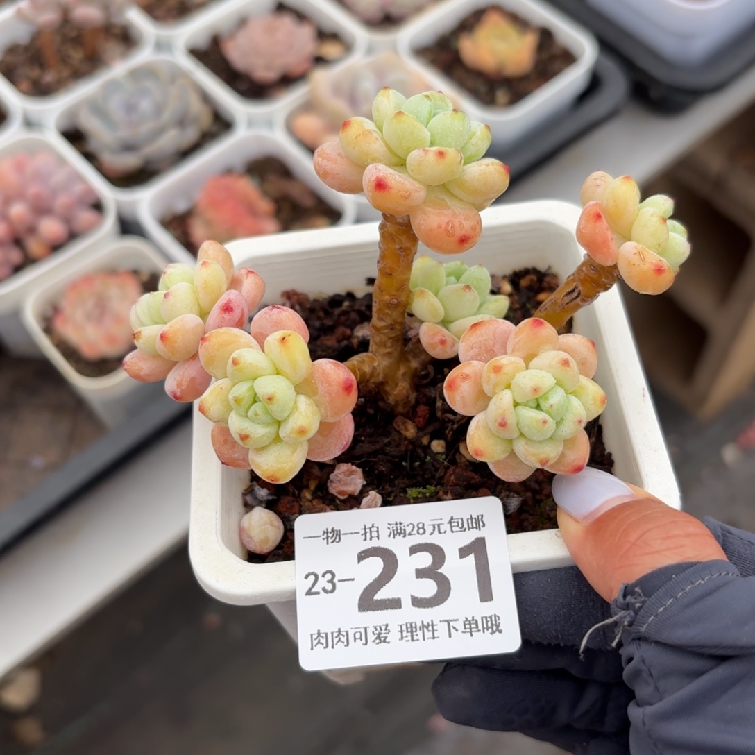 樱花罗琦无盆土发发货