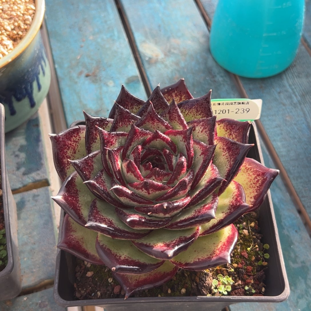 从前慢花园多肉编号1201-239