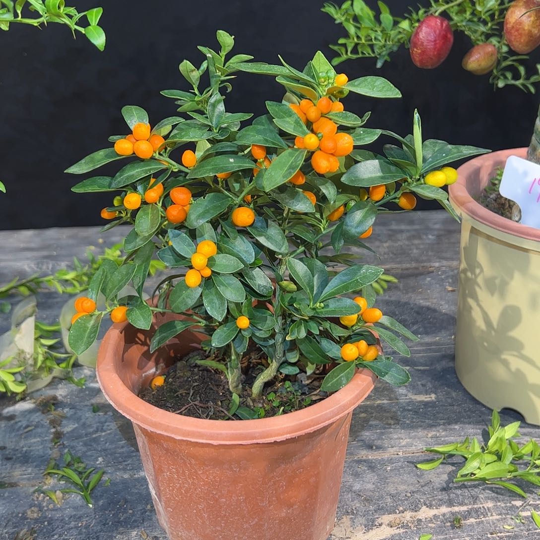 无花朵金豆原生盆栽