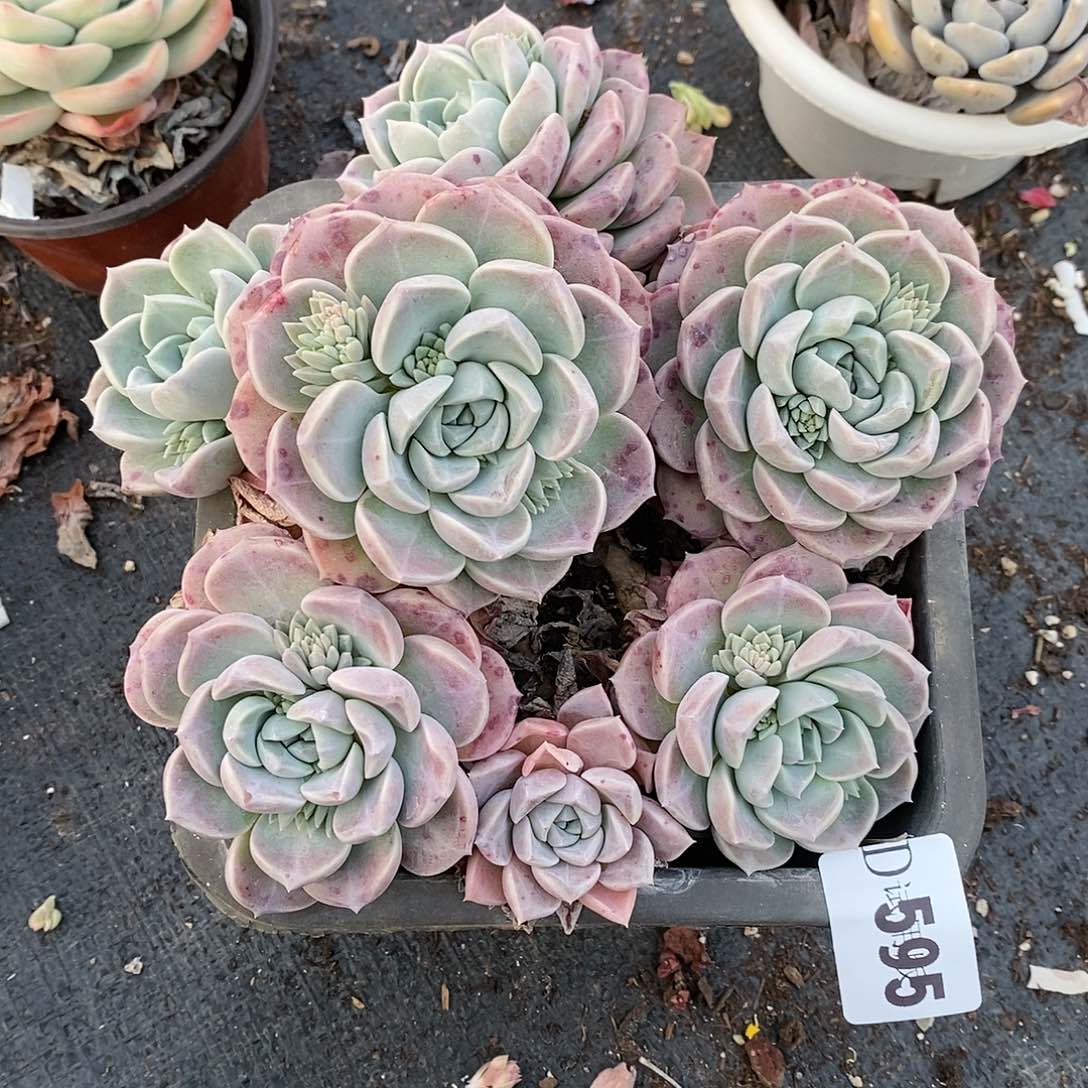 1****0595蒙娜丽莎多肉植物