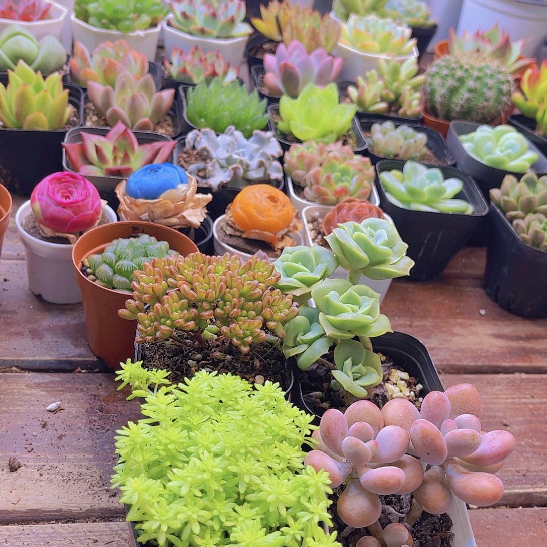 桃蛋➕可爱玫瑰➕小人祭➕黄金草