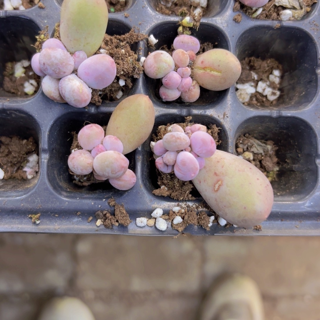 Mike奶双头一颗量拍