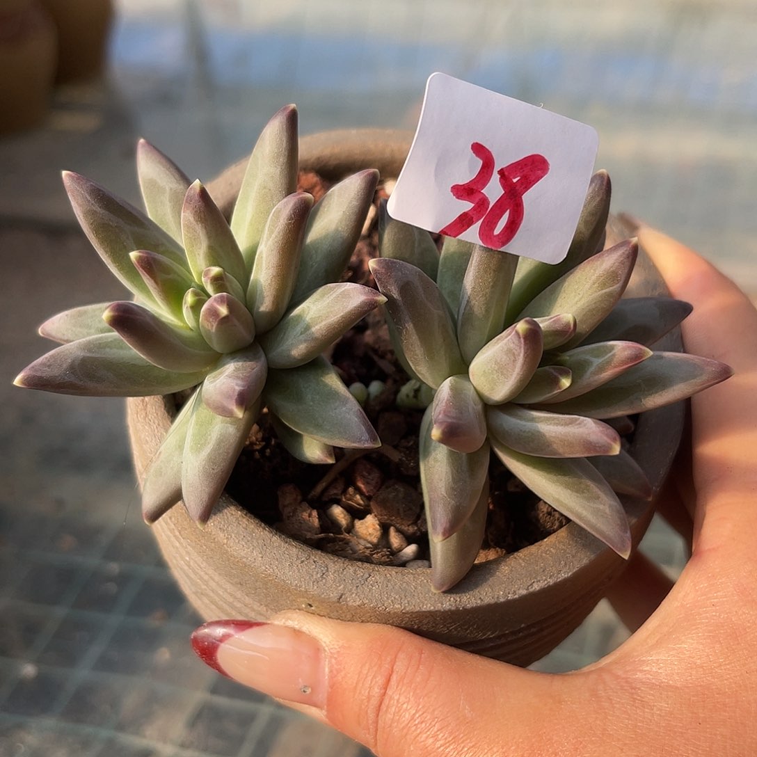 梵高。  38。 1111111111