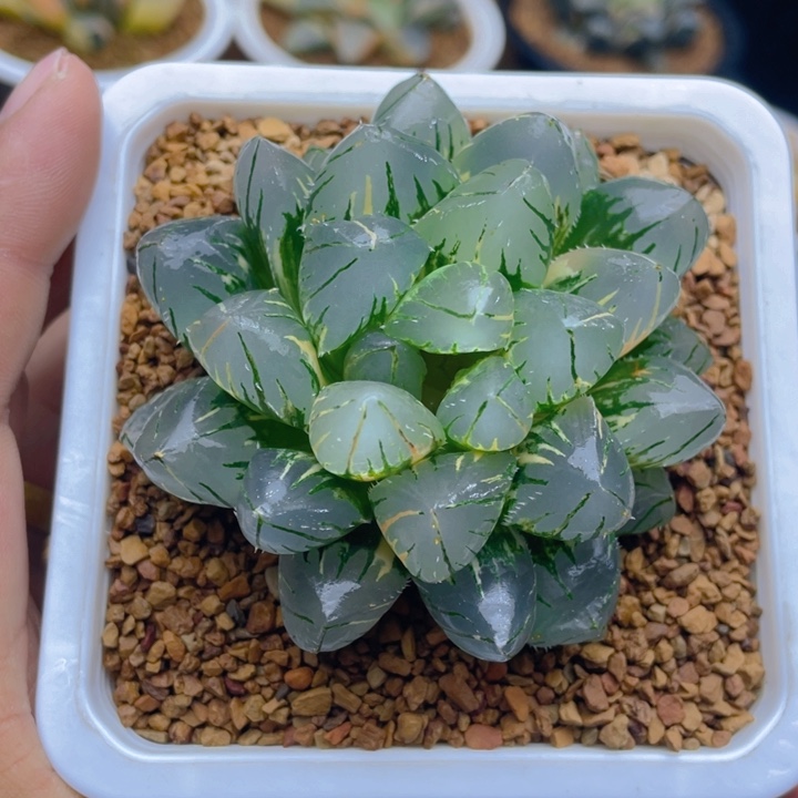 OH玉露锦十二卷多肉