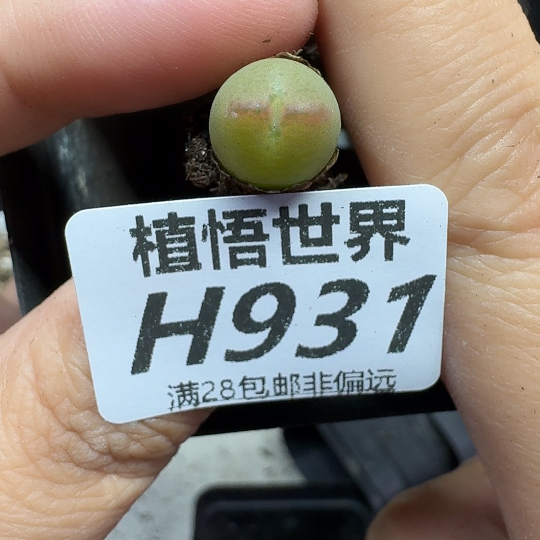 多肉植物的润泽fhhjn