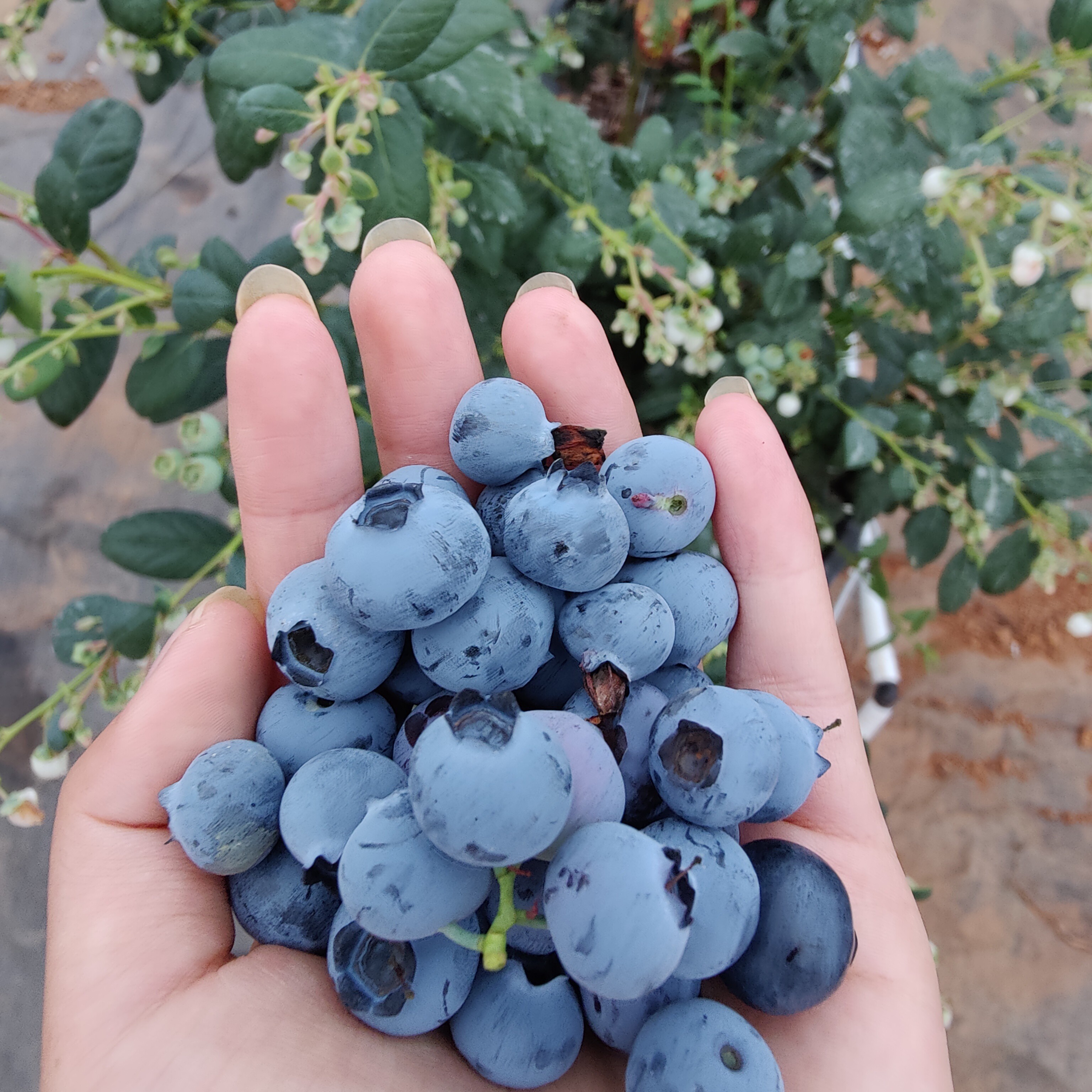 云南花香蓝莓18-22mm390克毛重包邮到家新鲜云南省