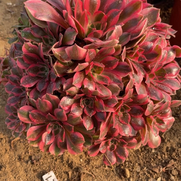 无花朵881多肉植物女妖