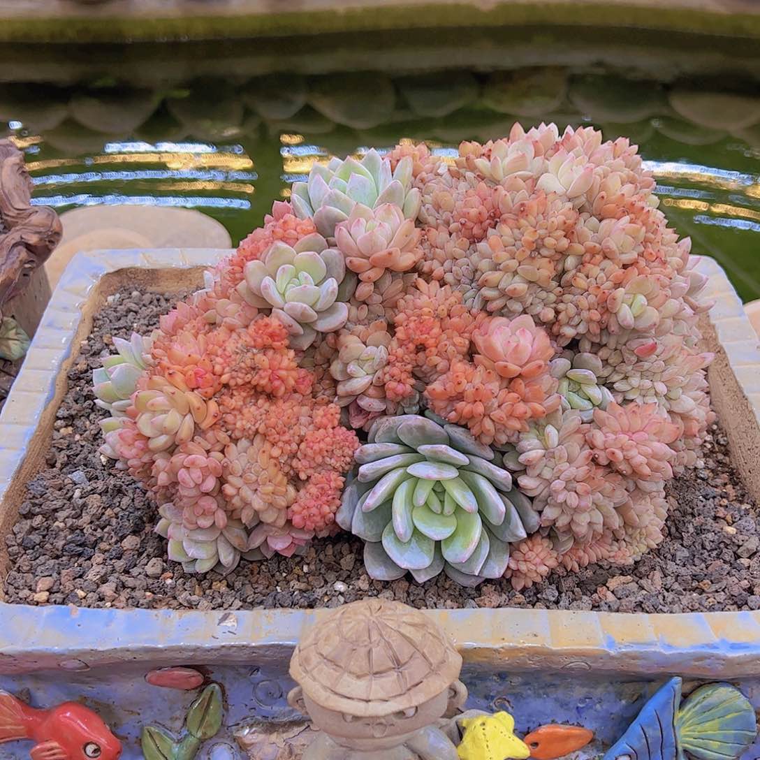 ?****?不带盆 寄养 多肉