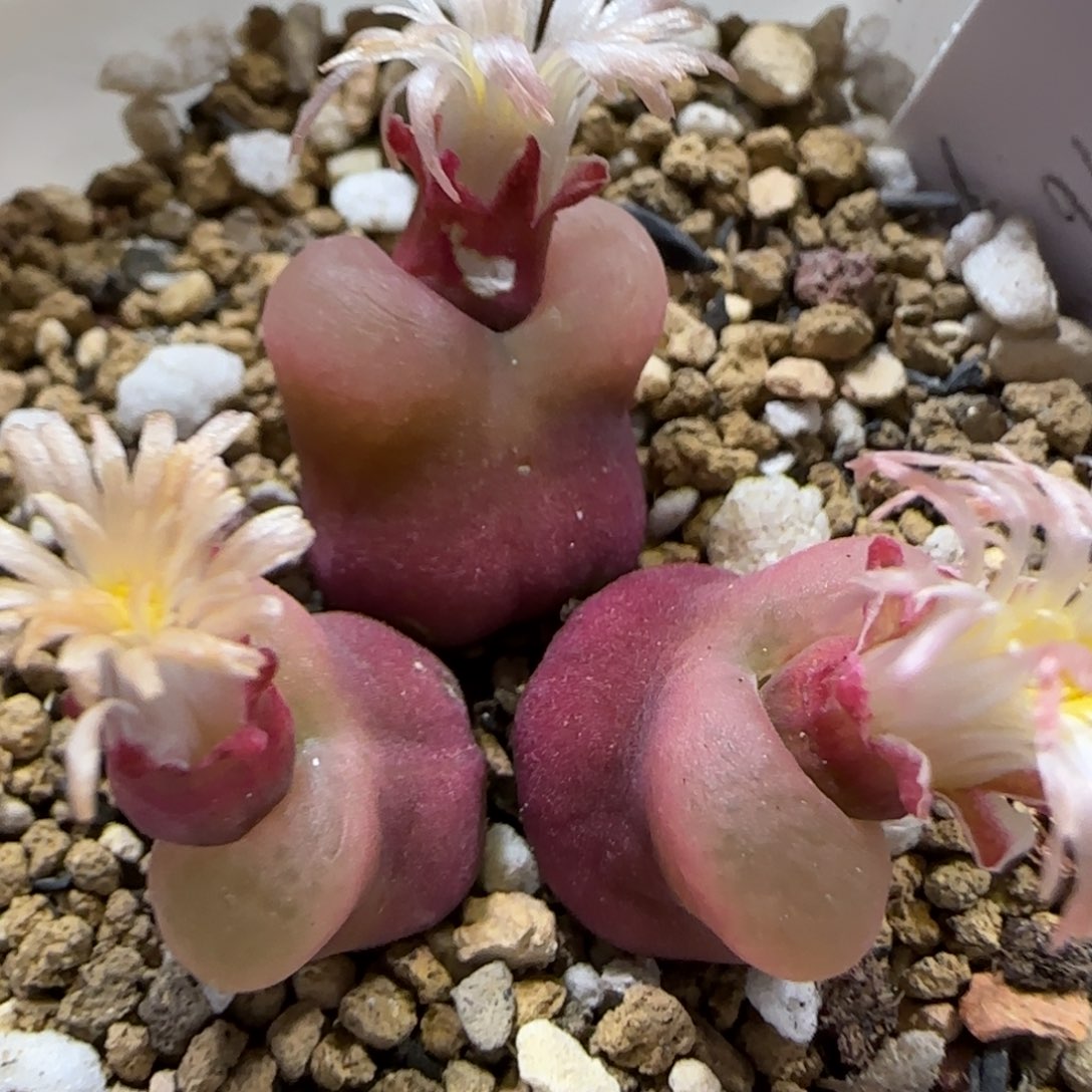 12.10  母本.76o泡。5008