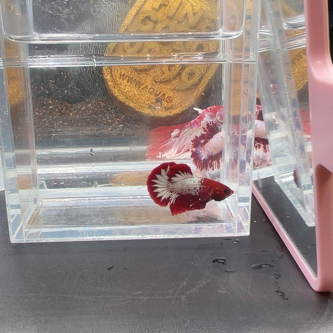 斗鱼20号1223早fccp