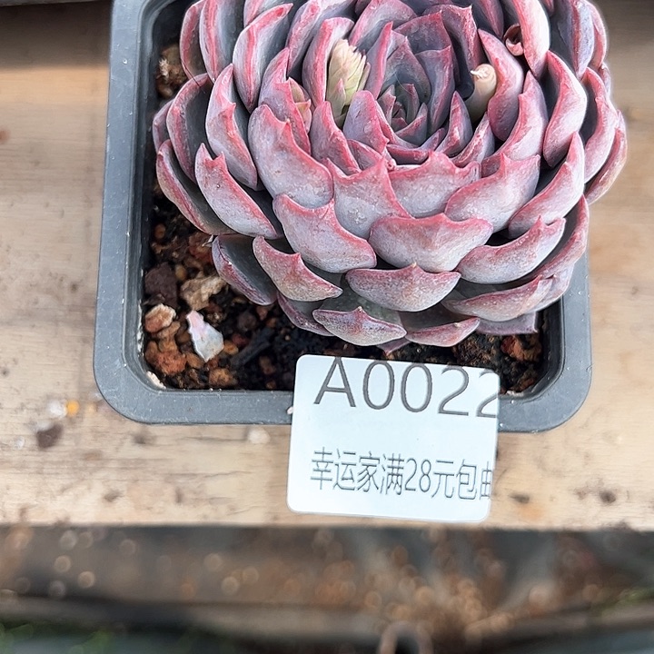 幸运的是我的朋友