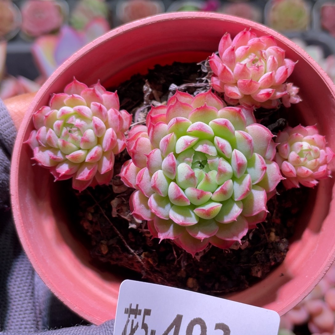 花利美5-493小红丁