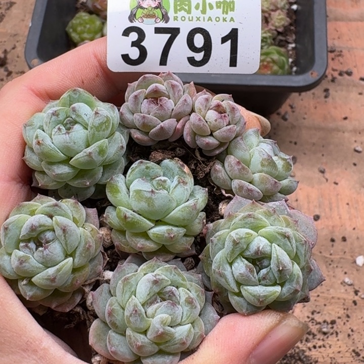 当前无花朵，栽培后可花朵多肉植物多肉植物