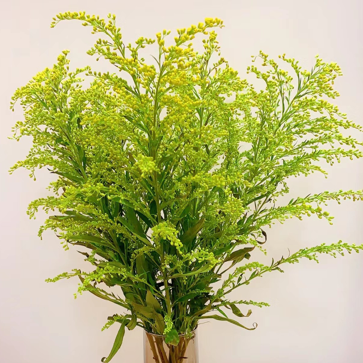 黄英草5枝（全场任意两单包邮河南省内今天拍明天到）