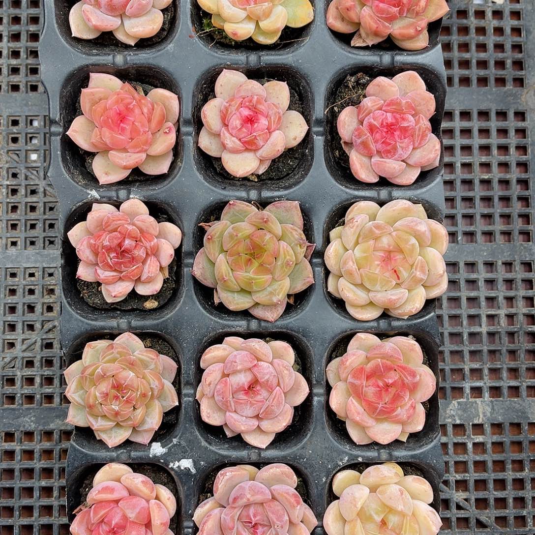 多肉植物一物一拍5-42