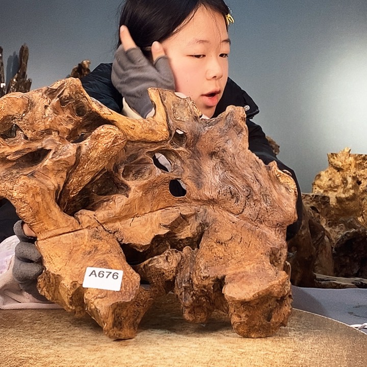 茶盏风**静676株木底座随行根艺