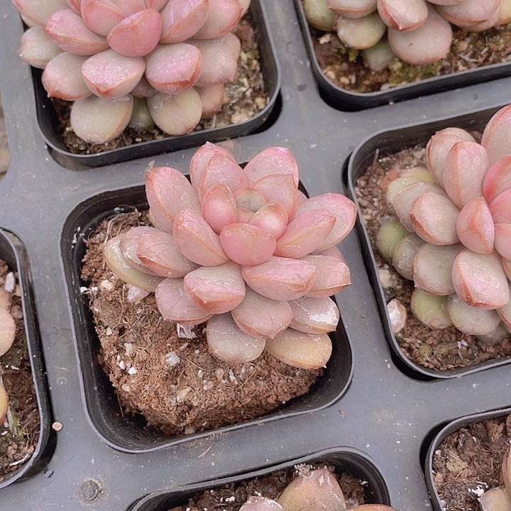 老桩单头葡萄满25包邮