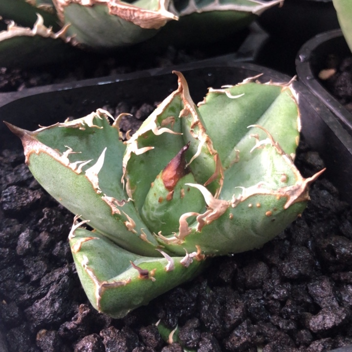 油猪仁王冠龙舌兰