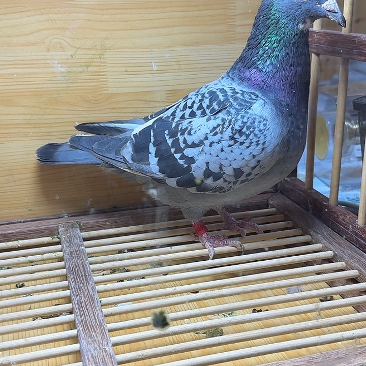 东***城6中国大陆散装鸽子肉
