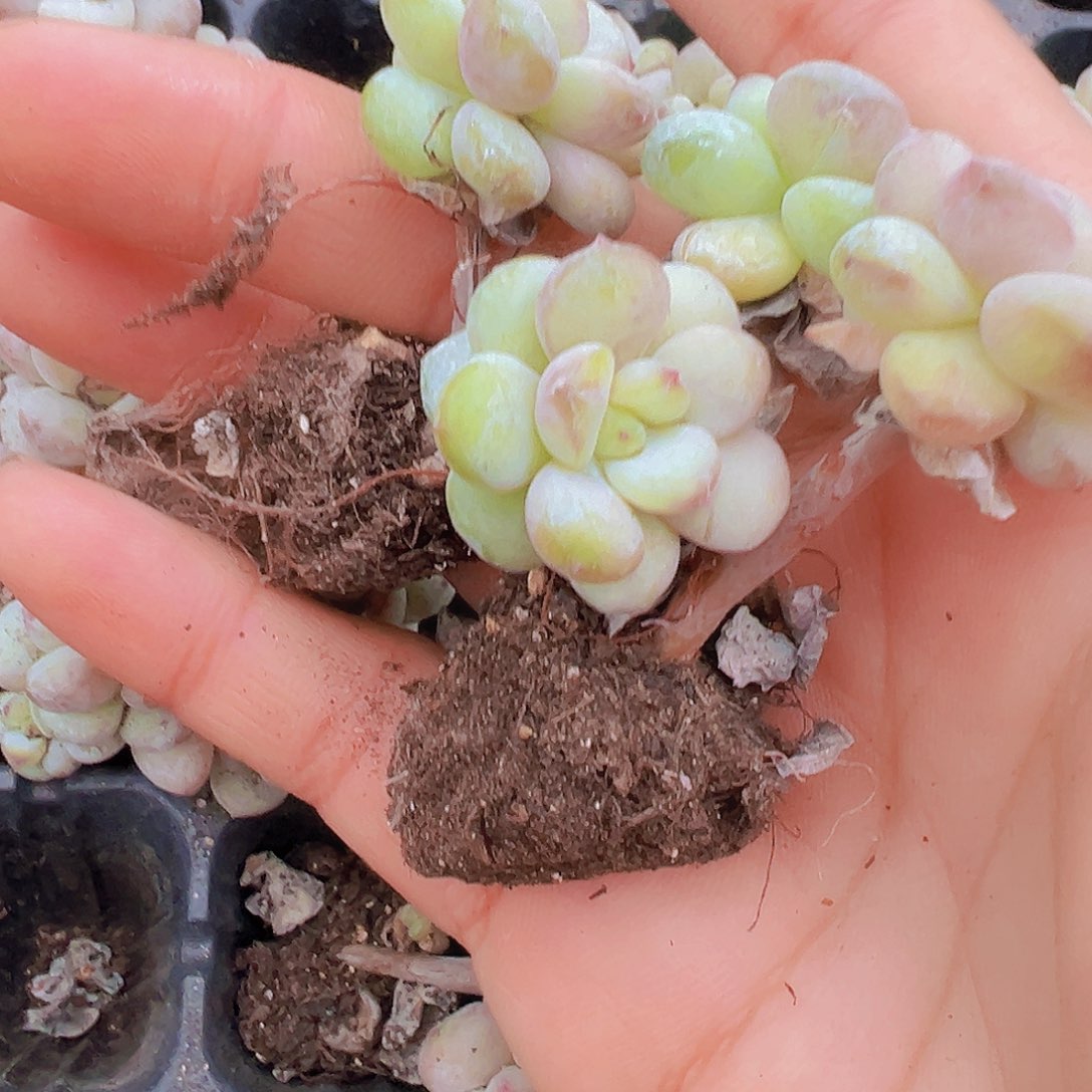 老桩双头阳光玫瑰苗5颗