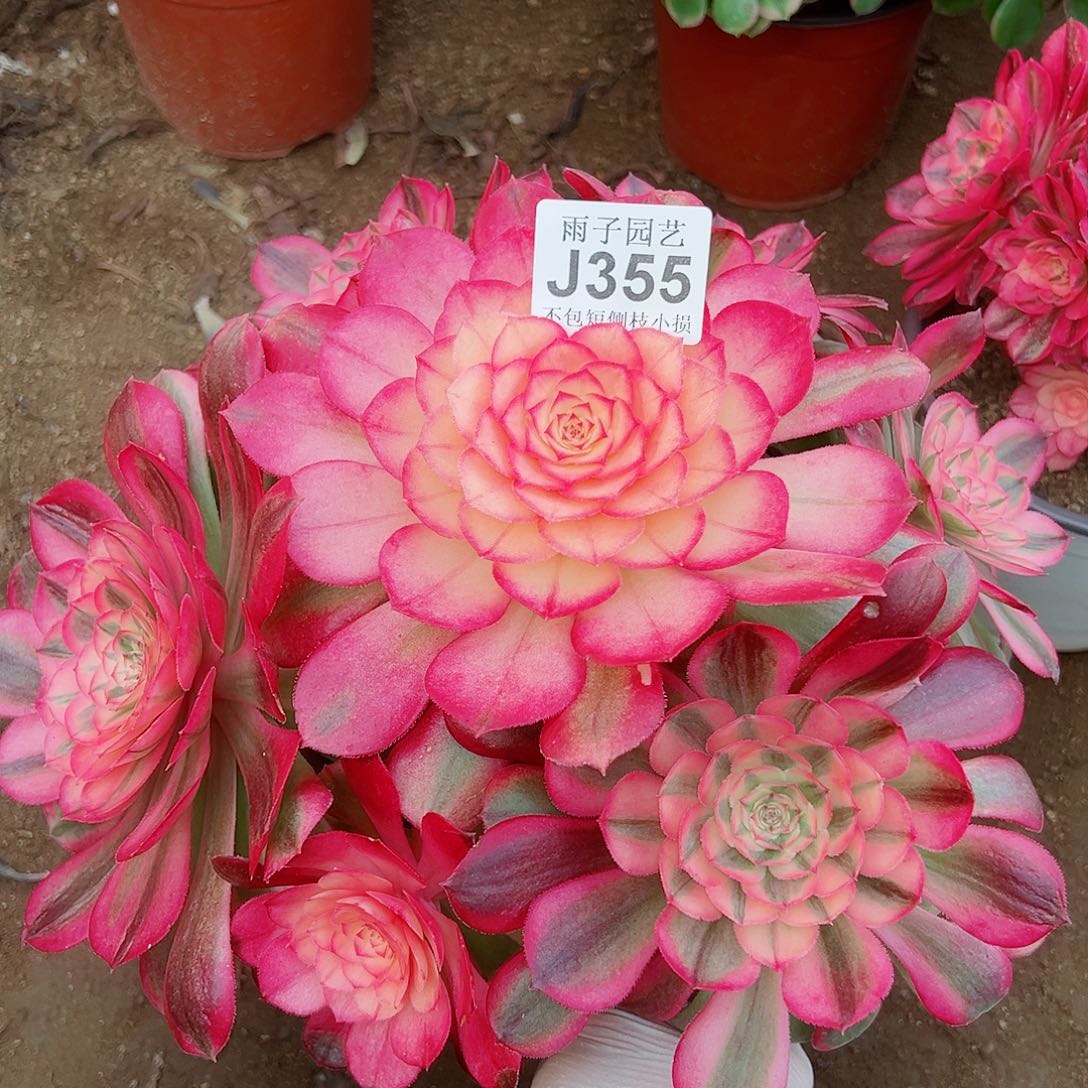 355荔枝尺寸28左右