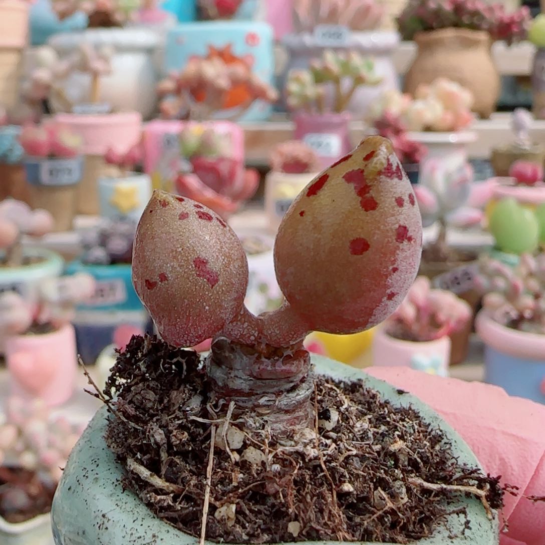 可爱分海豹 盆口3cm