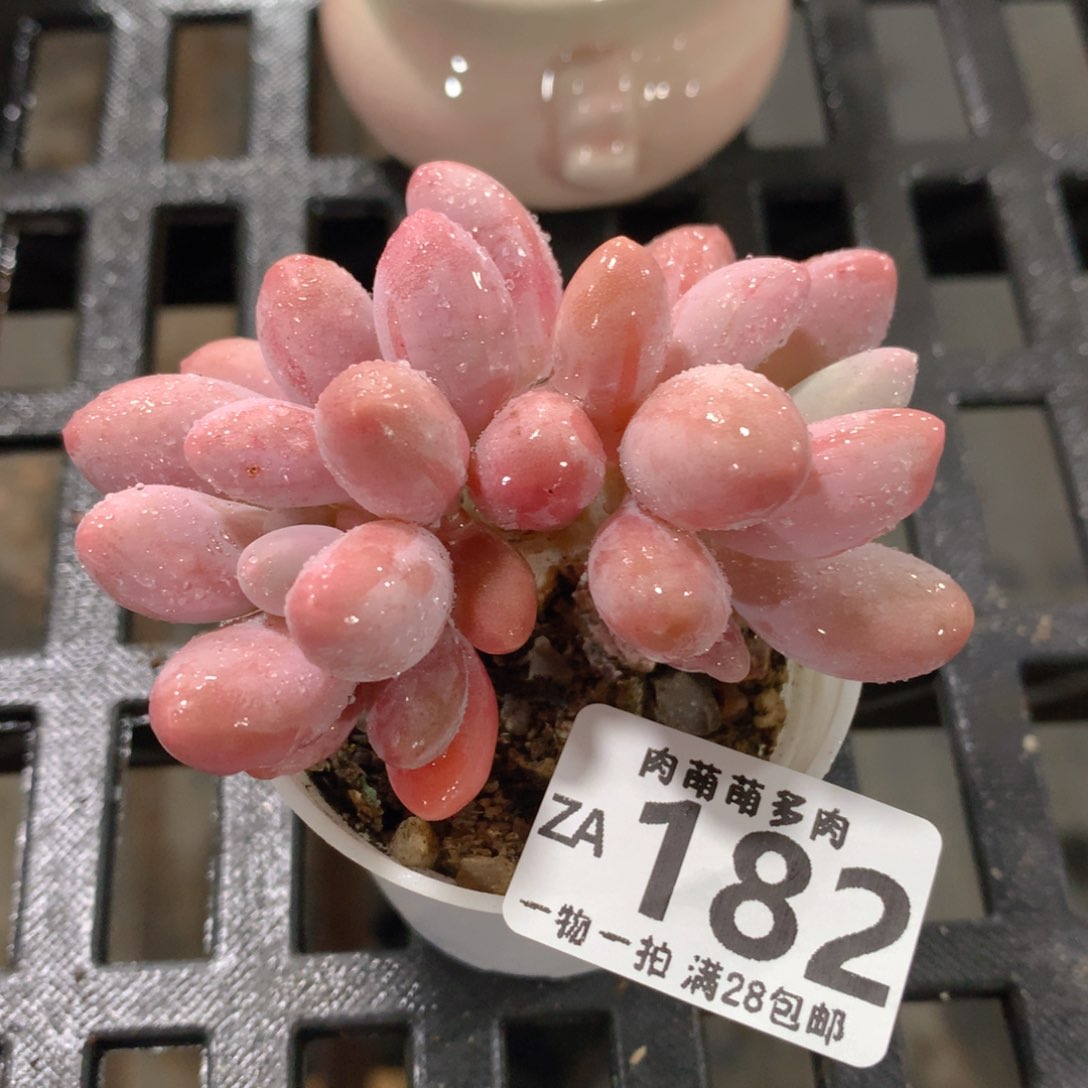 肉萌萌拇指盆精控多肉ZA182