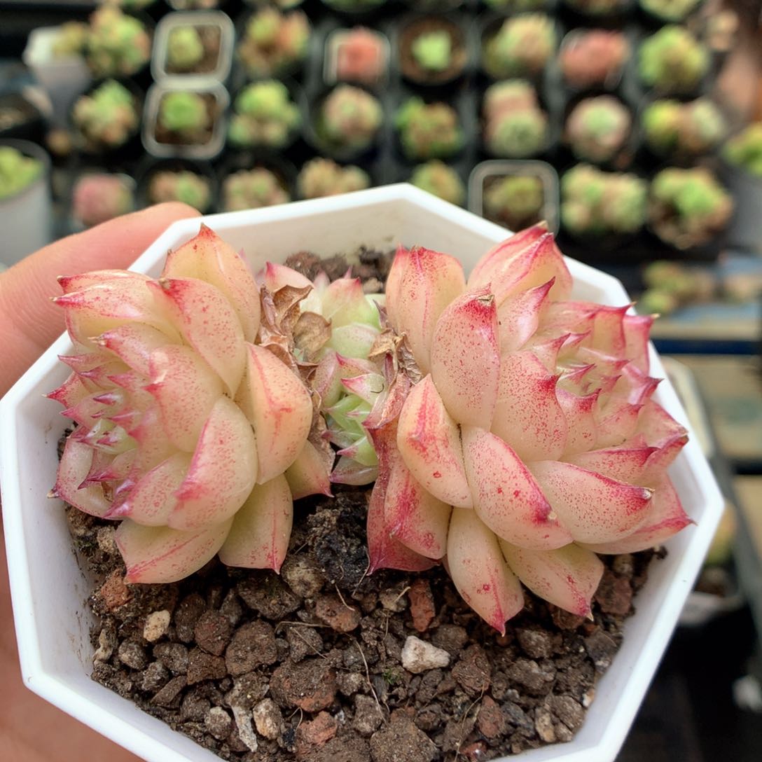 Q99两颗，20包邮两天凑单偏远地区不发货