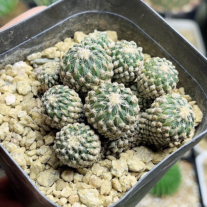 自根银牡丹带盆发货5.7公分