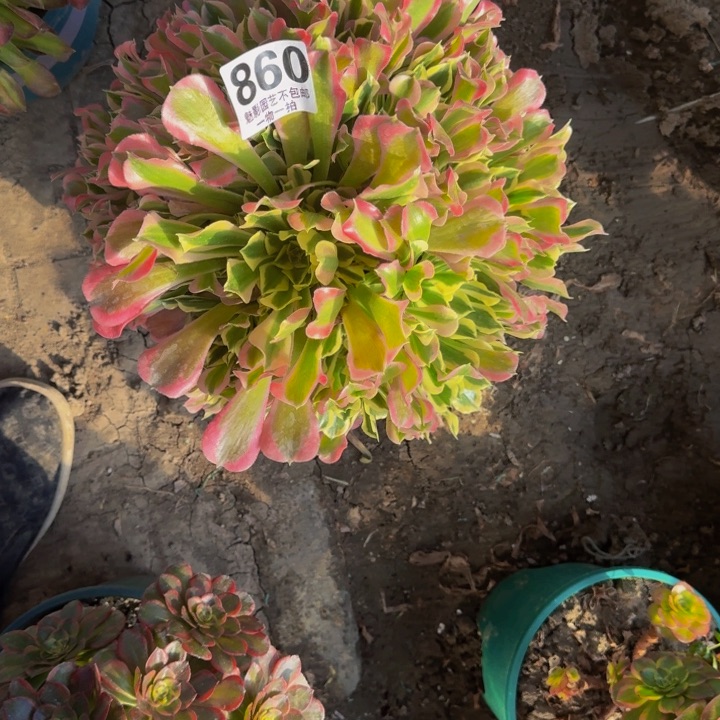 白凤花27-25包邮花花